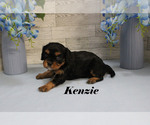 Small #11 Cavalier King Charles Spaniel