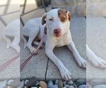 Small #4 Bulldog-Labrador Retriever Mix