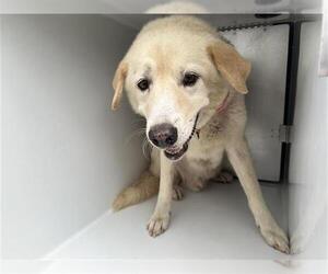 Great Pyrenees-Unknown Mix Dogs for adoption in Houston, TX, USA