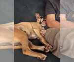 Small #3 Boxer