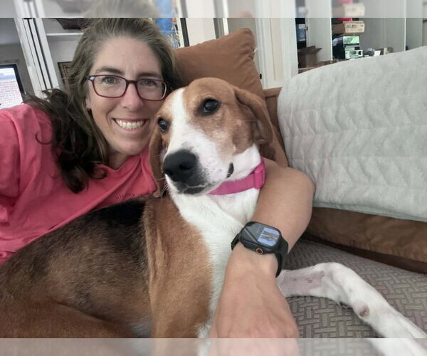 Medium Photo #3 American Foxhound Puppy For Sale in Fairfax, VA, USA