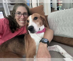 Alice *Adopt or Foster* - Female American Foxhound Dog for Adoption - Photo #3
