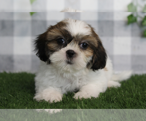 Medium Photo #1 Shih Tzu Puppy For Sale in MARIETTA, GA, USA