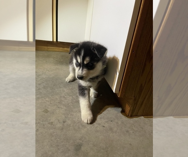Medium Photo #2 Siberian Husky Puppy For Sale in FORT WAYNE, IN, USA