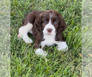 English Springer Spaniel Puppy for sale in STOCKTON, CA, USA