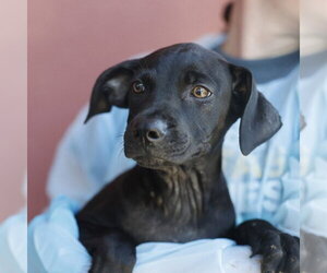 Labrador Retriever-Unknown Mix Dogs for adoption in San Antonio, TX, USA