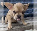 Small #6 French Bulldog