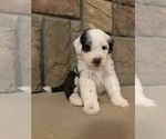 Spot - Male Portuguese Water Dog Puppy for Sale - Photo #2
