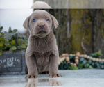 Small #2 Labrador Retriever