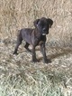 Small Photo #13 Boxer Puppy For Sale in AFTON, WY, USA