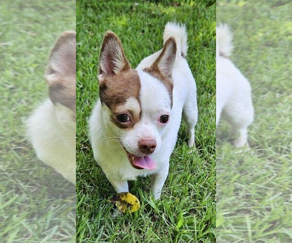 Medium Photo #1 Chihuahua Puppy For Sale in Arlington, VA, USA