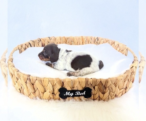 Medium Photo #2 Dachshund Puppy For Sale in DAVIS, CA, USA