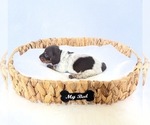 Small #1 Dachshund