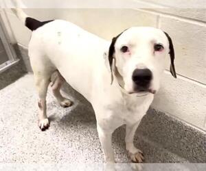 TRACE - Male Labrador Retriever Dog for Adoption - Photo #2