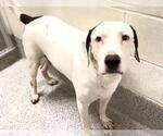Small Photo #2 Labrador Retriever Puppy For Sale in Houston, TX, USA