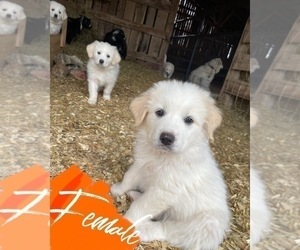 Great Pyrenees Puppy for sale in JAMESTOWN, TN, USA
