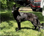 Small #2 German Shepherd Dog