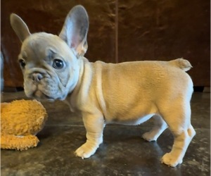 French Bulldog Puppy for sale in OAKDALE, CA, USA