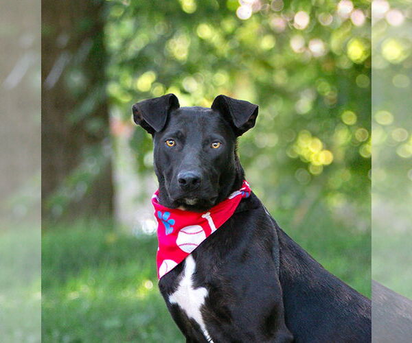 Medium Photo #1 Labrador Retriever-Unknown Mix Puppy For Sale in Unionville, PA, USA