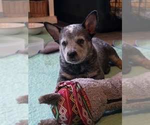 Australian Cattle Dog Puppy for sale in WATERBURY, VT, USA