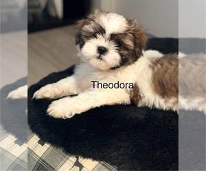 Shih Tzu Puppy for sale in WASHINGTON, DC, USA