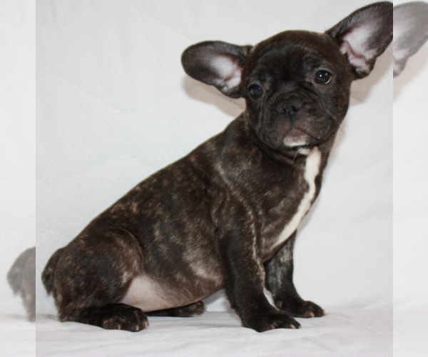 Medium Photo #5 French Bulldog Puppy For Sale in BROOKLYN, NY, USA