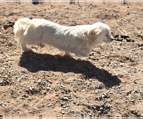 Medium Photo #4 Pekingese-Unknown Mix Puppy For Sale in Peralta, NM, USA