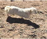 Small #3 Pekingese Mix