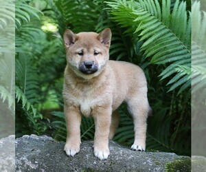 Shiba Inu Puppy for sale in FREDERICKSBG, OH, USA
