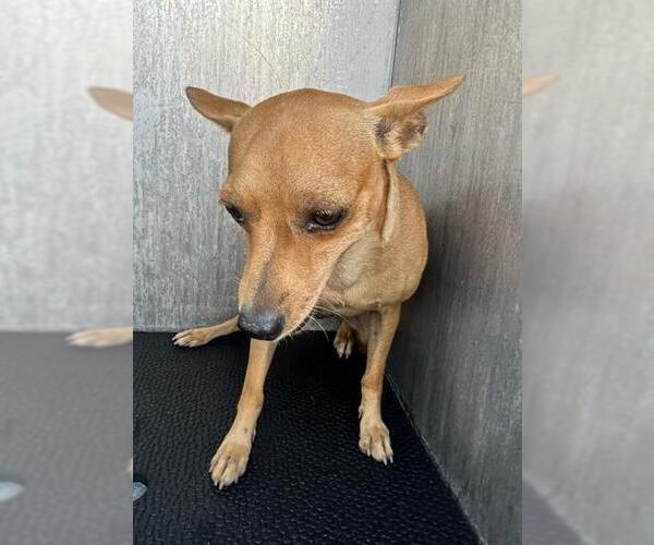 Medium Photo #1 Chihuahua-Unknown Mix Puppy For Sale in San Antonio, TX, USA