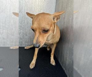 Chihuahua-Unknown Mix Dogs for adoption in San Antonio, TX, USA