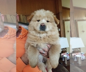 Chow Chow Puppy for sale in MARTINTON, IL, USA