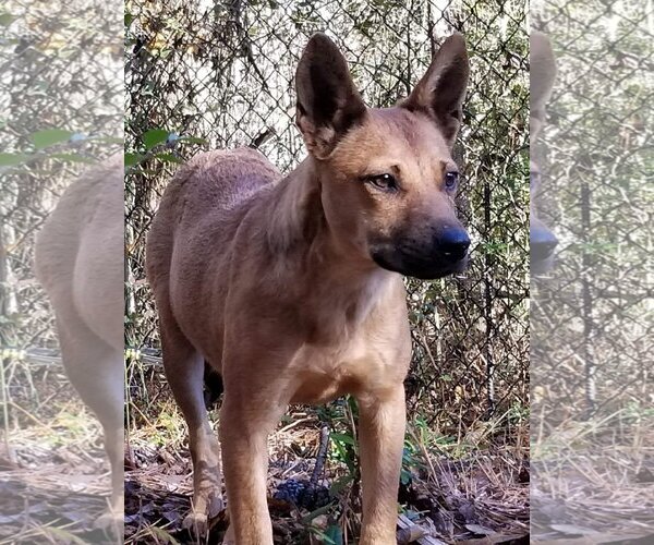 Medium Photo #14 Chow Chow-Unknown Mix Puppy For Sale in McDonough, GA, USA