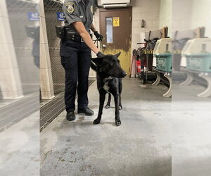 German Shepherd Dog Dogs for adoption in Stockton, CA, USA