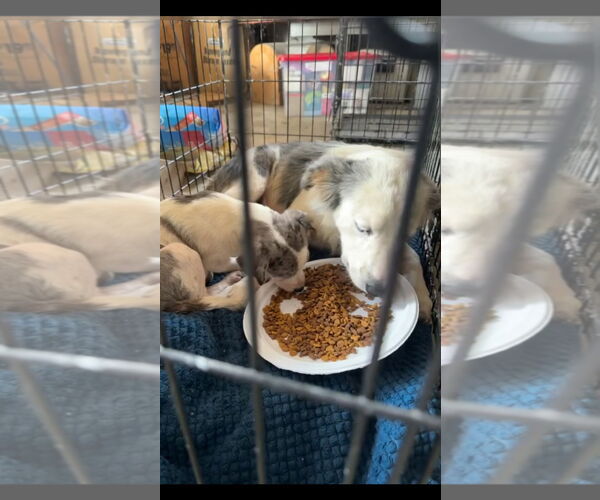 Medium Photo #5 Australian Shepherd-Unknown Mix Puppy For Sale in Texarkana, TX, USA