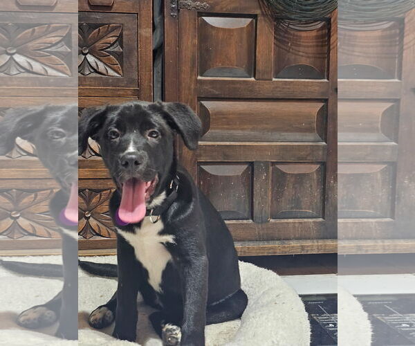 Medium Photo #2 Mutt Puppy For Sale in Royal Palm Beach, FL, USA