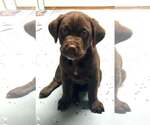 Small Labrador Retriever-Saint Bernard Mix