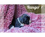 Puppy Ranger English Springer Spaniel