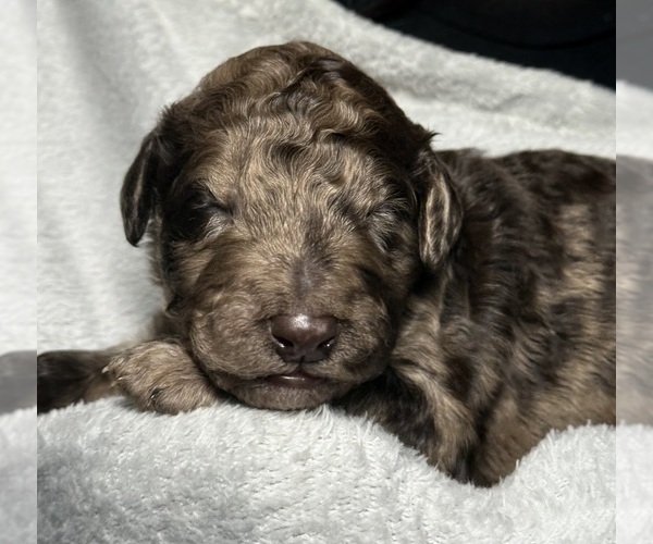 Medium Photo #5 Goldendoodle Puppy For Sale in HOWARD CITY, MI, USA