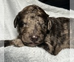 Small #3 Goldendoodle