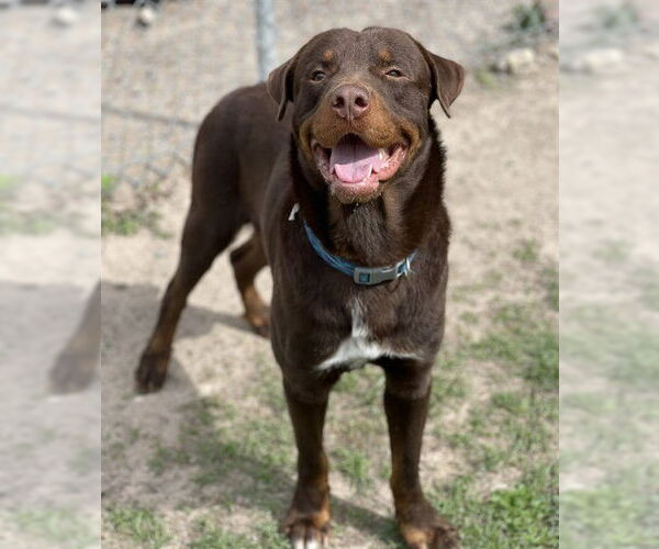 Medium Photo #3 Labrottie Puppy For Sale in Conroe, TX, USA