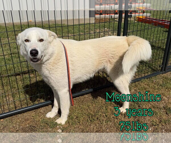 Medium Photo #1 Mutt Puppy For Sale in Woodbury, NY, USA