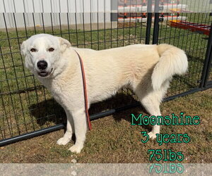 Mutt Dogs for adoption in Woodbury, NY, USA