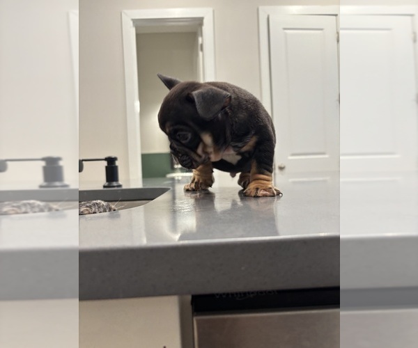 Medium Photo #17 French Bulldog Puppy For Sale in ATLANTA, GA, USA