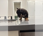 Small Photo #17 French Bulldog Puppy For Sale in ATLANTA, GA, USA