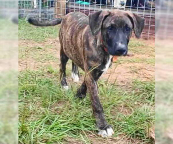 Medium Photo #3 Catahoula Leopard Dog-Labrador Retriever Mix Puppy For Sale in Frankston, TX, USA