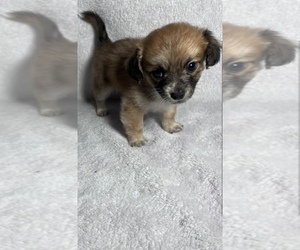 ShiChi Puppy for sale in HOUSTON, TX, USA