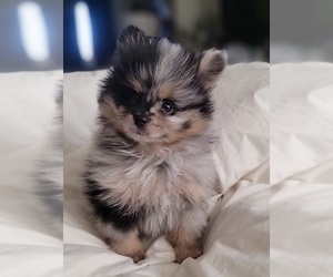 Pomeranian Puppy for sale in HENDERSON, NV, USA