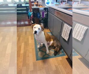 Beau - Male Bullboxer Pit Dog for Adoption - Photo #5