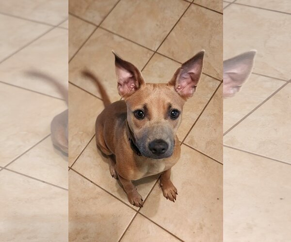 Medium Photo #4 American Staffordshire Terrier-Black Mouth Cur Mix Puppy For Sale in Spring, TX, USA